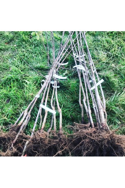 Саджанці яблуні Байя Мариса з голим коренем